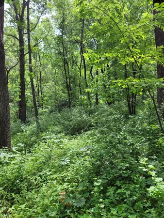 a view of a lush green forest