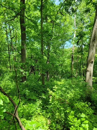 a view of a lush green forest