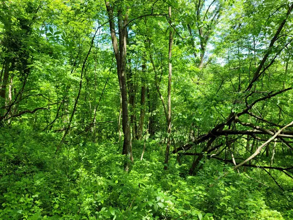 a view of a lush green forest