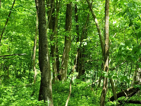 a view of a lush green forest