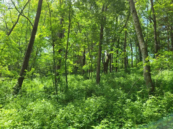 a view of forest