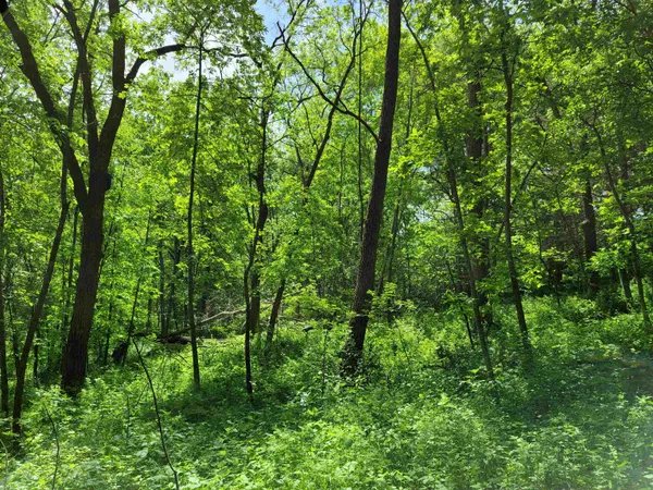 a view of a lush green forest