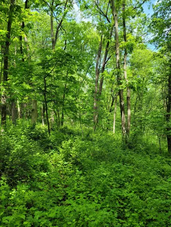 a view of a lush green forest