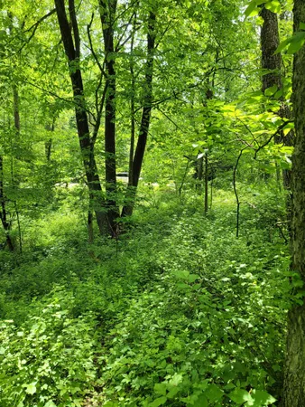 a view of forest