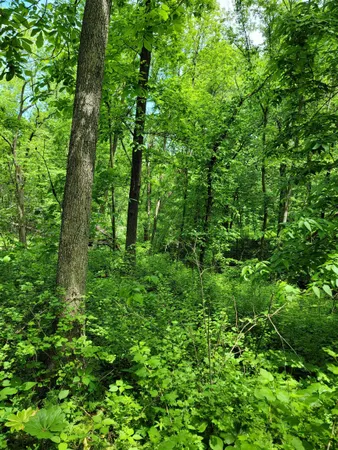 a view of a lush green forest