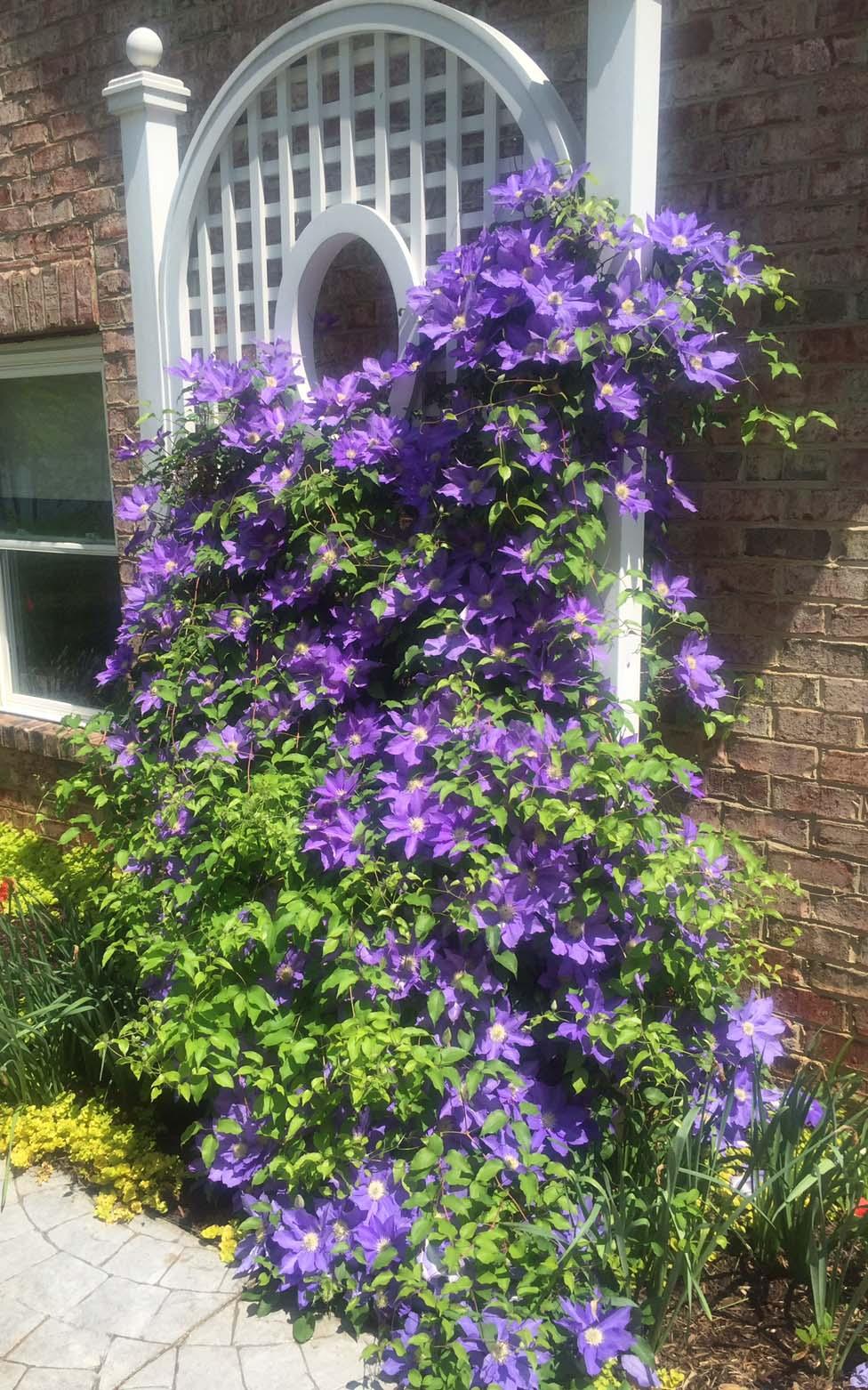 78 Rte 1431 Moneta, VA 24121 - Photo 16 of 53 pic wagner flowers