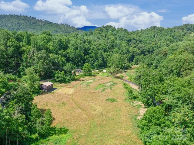 a view of a yard with yellow plants