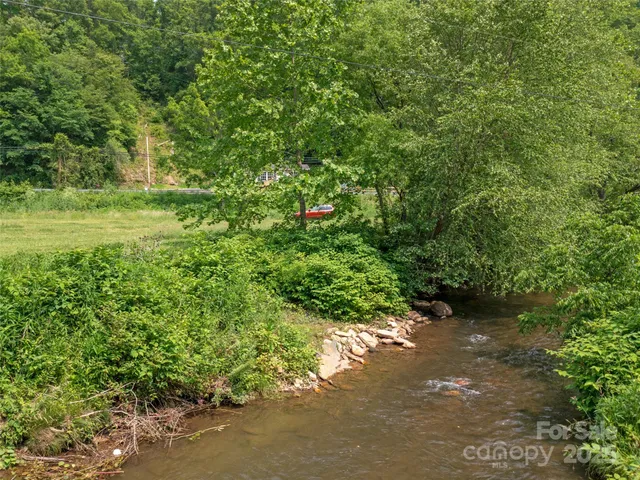 a view of a forest with a tree