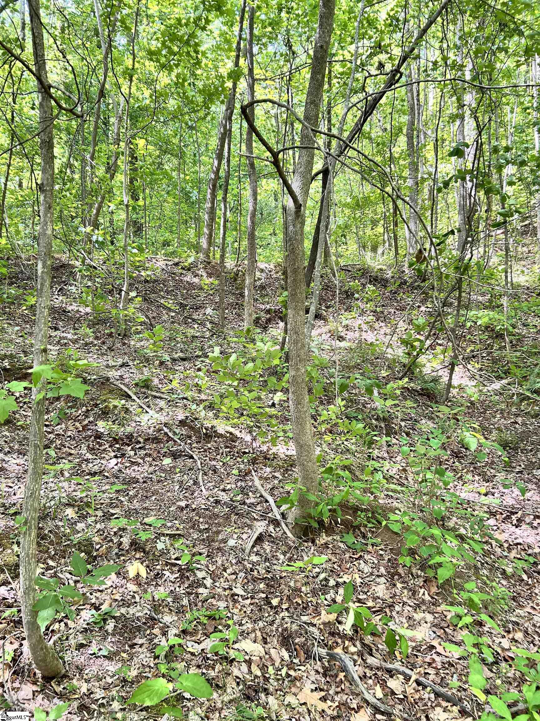 0 Needle Cragg Road Landrum, SC 29356 - Photo 11 of 14