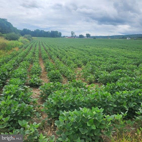 0 Hublersburg Road, Unit ENTIRETY Bellefonte, PA 16823 - Photo 47 of 58 a view of a big yard with a large trees