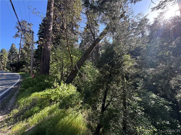 a view of a tree in a garden