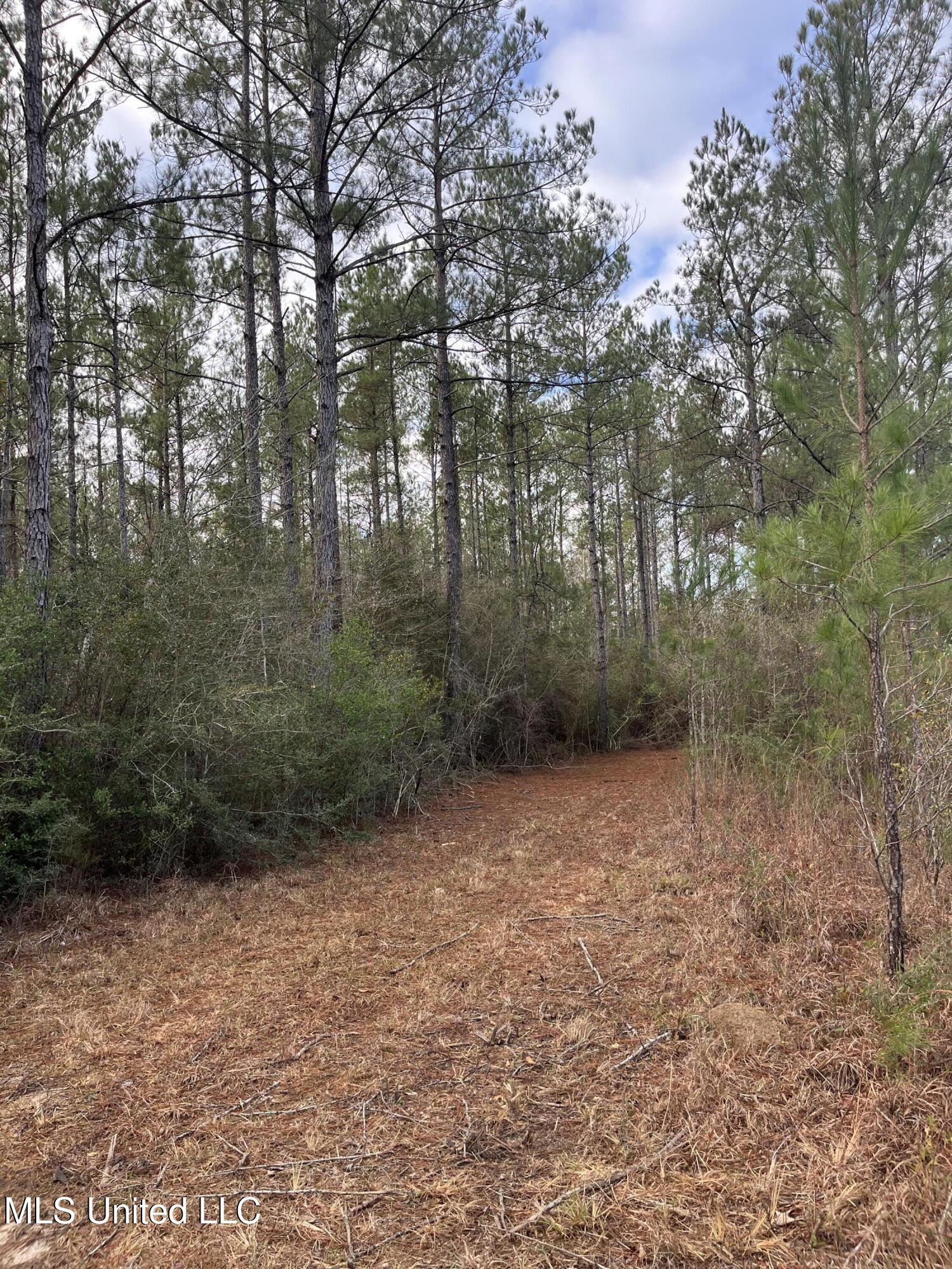 40-acres Deep Creek Road Wiggins, MS 39577 - Photo 14 of 35 IMG_0992