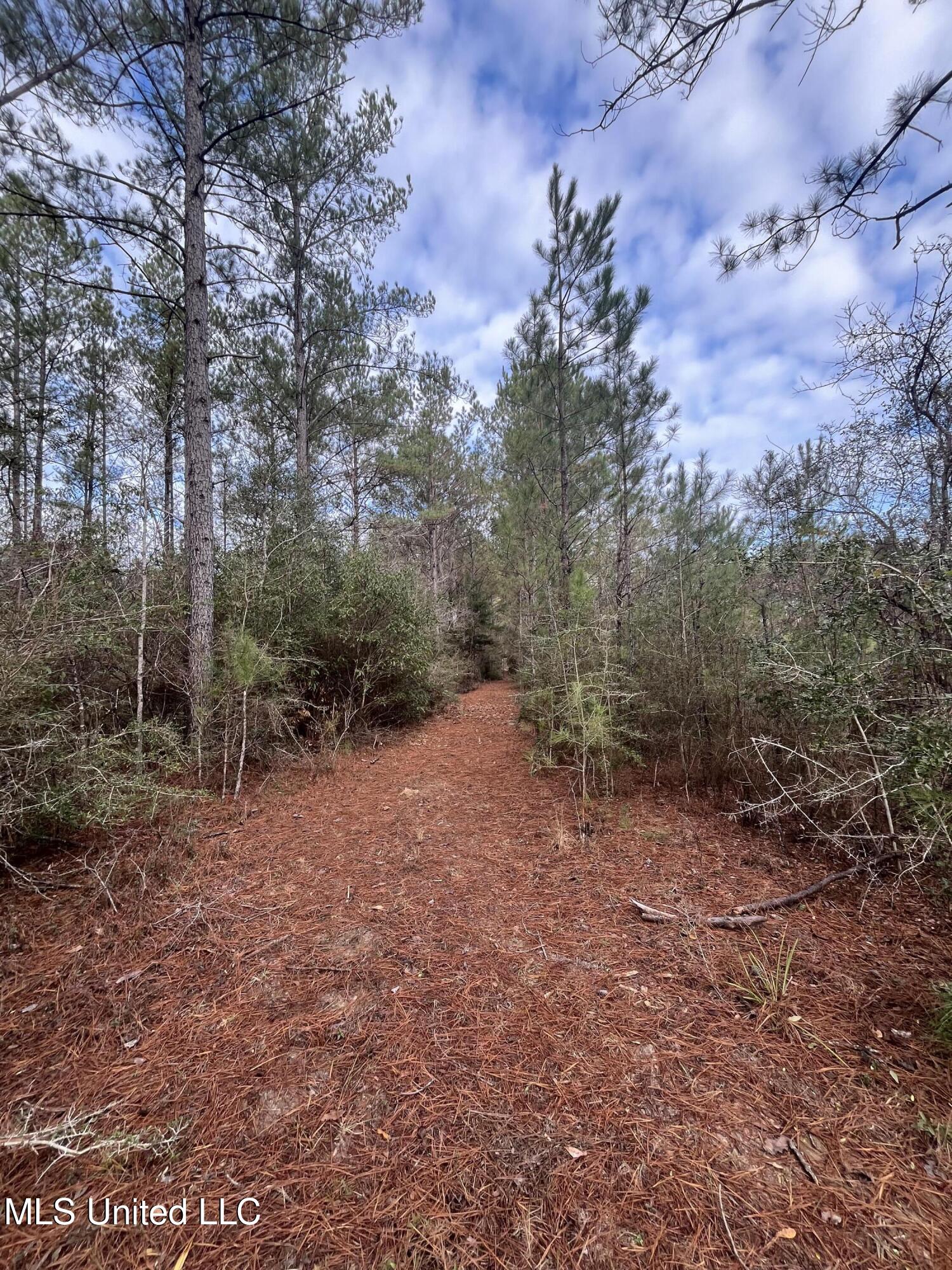 40-acres Deep Creek Road Wiggins, MS 39577 - Photo 19 of 35 IMG_0998