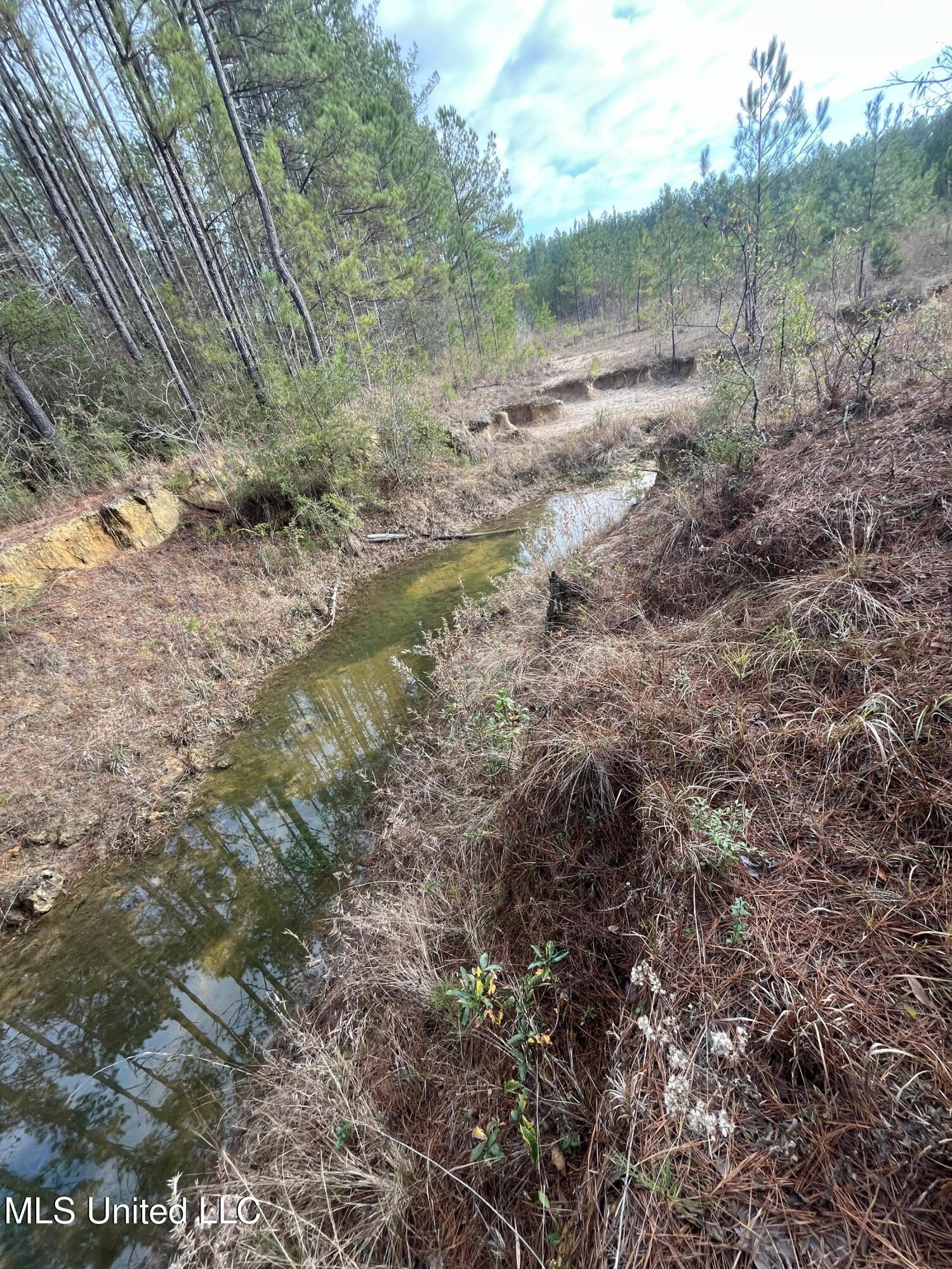 40-acres Deep Creek Road Wiggins, MS 39577 - Photo 27 of 35 IMG_1008
