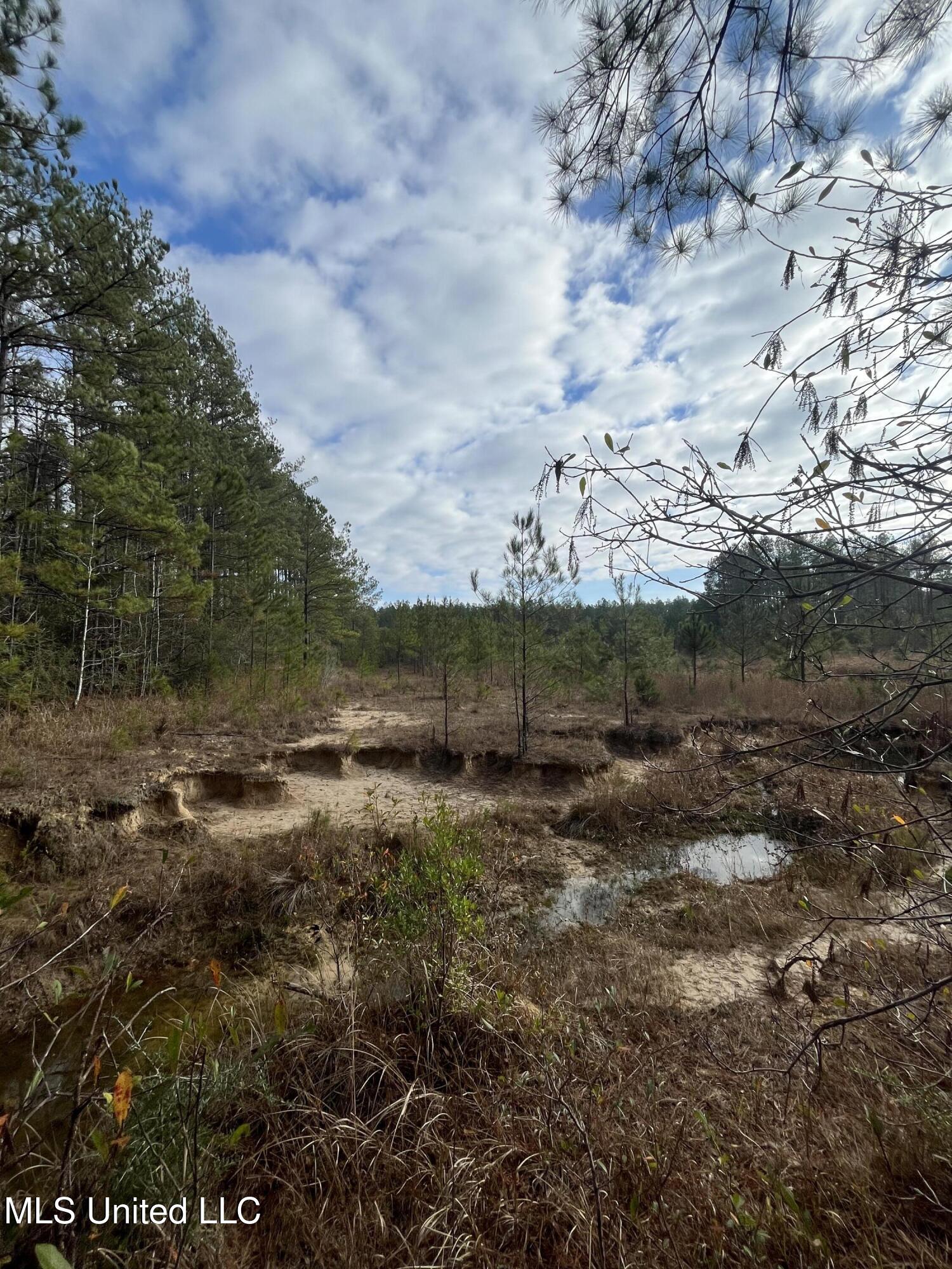 40-acres Deep Creek Road Wiggins, MS 39577 - Photo 29 of 35 IMG_1010