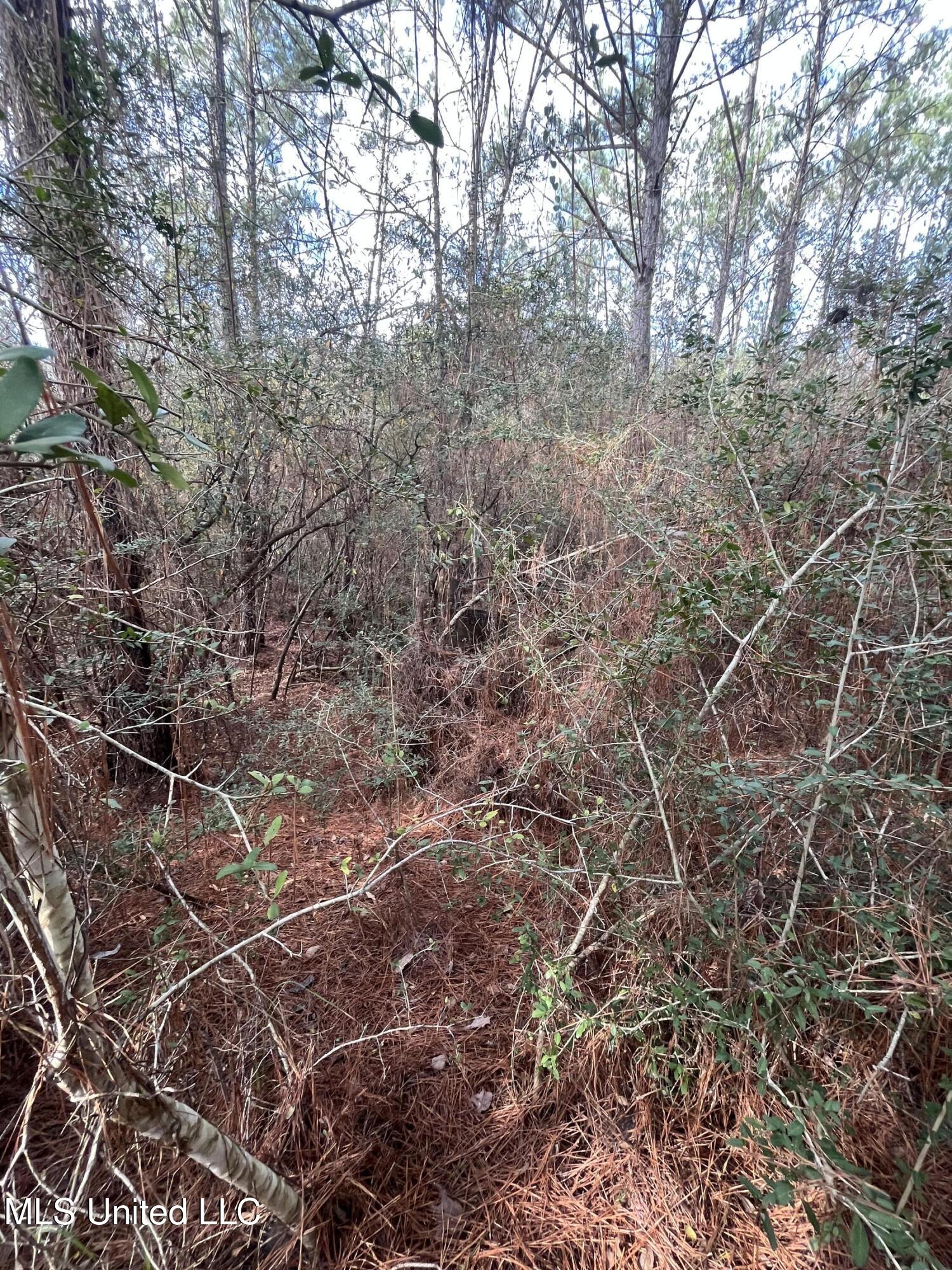 40-acres Deep Creek Road Wiggins, MS 39577 - Photo 32 of 35 IMG_1013