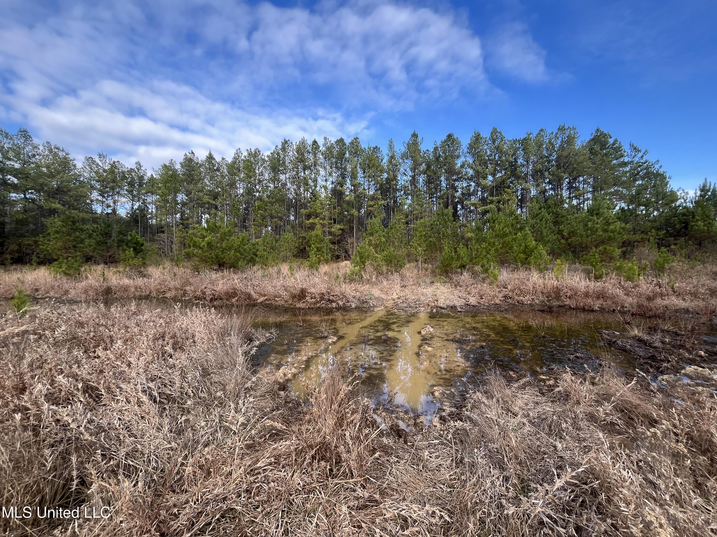 40-acres Deep Creek Road Wiggins, MS 39577 - Photo 8 of 35 IMG_0986