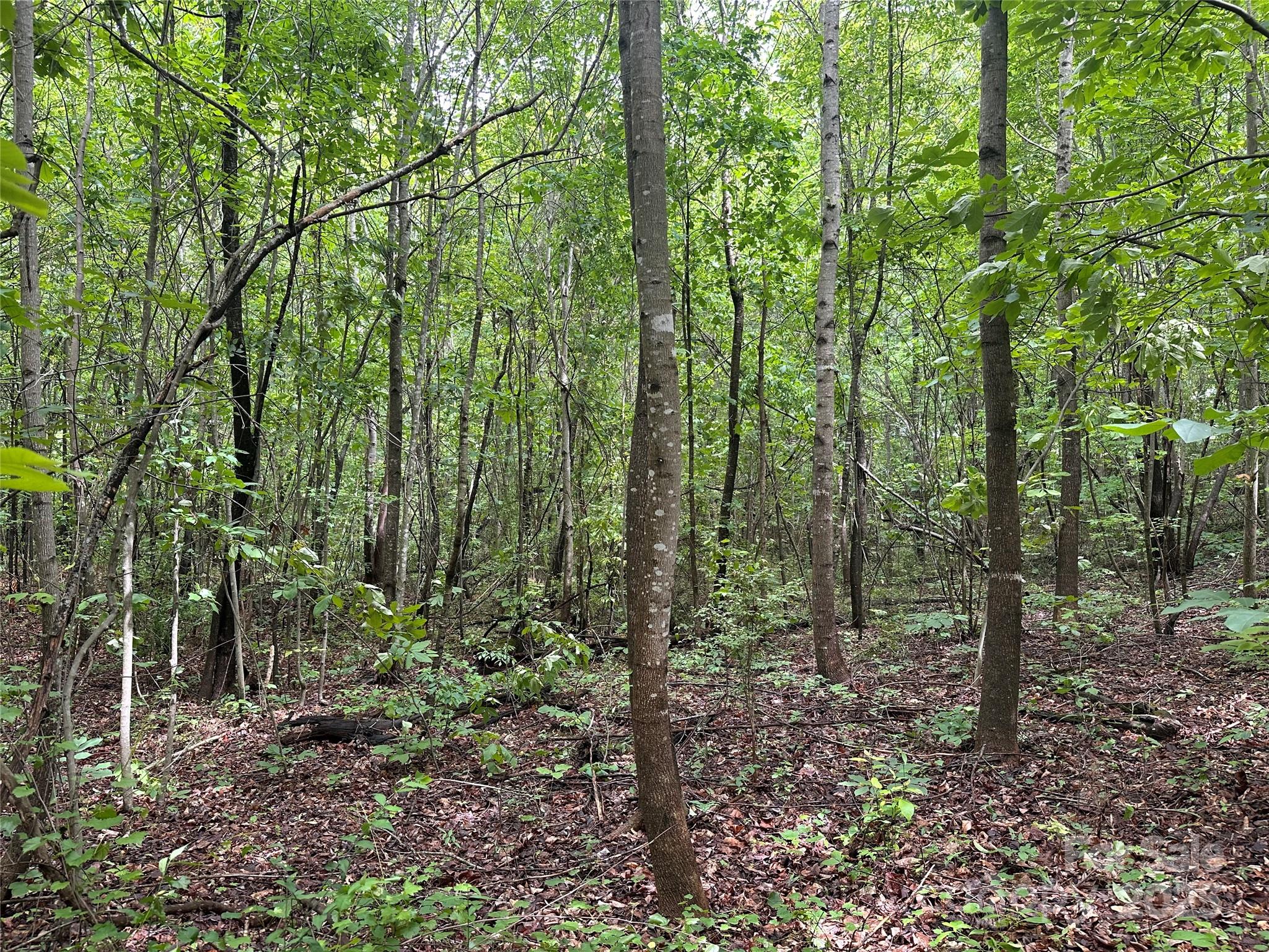 0 Section House Road Hickory, NC 28601 - Photo 12 of 12 a view of forest