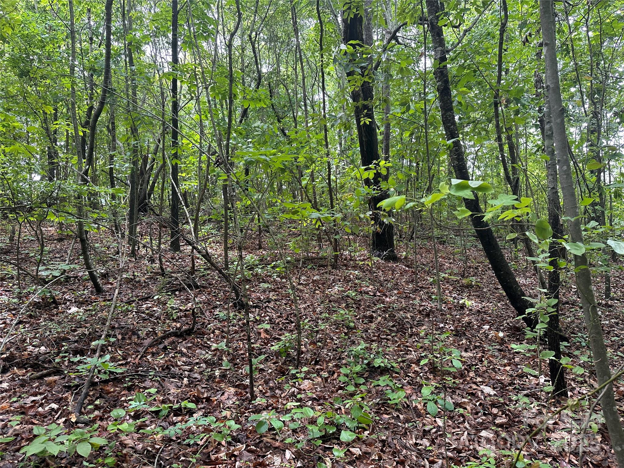 0 Section House Road Hickory, NC 28601 - Photo 9 of 12 a big yard with lots of green space