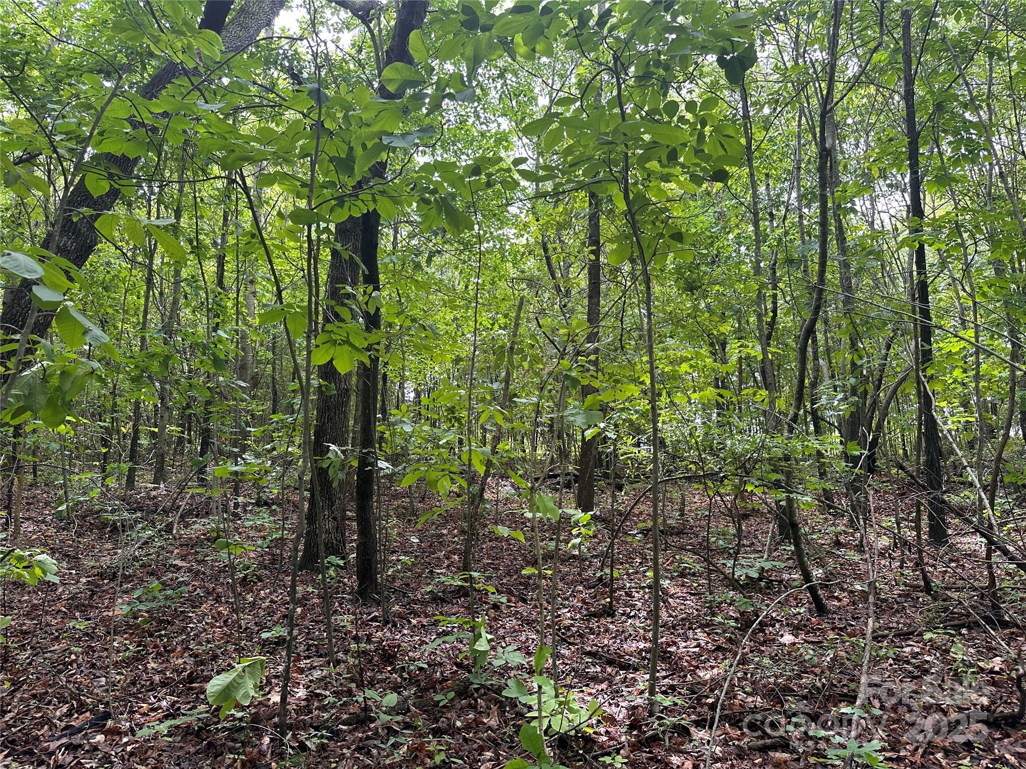 0 Section House Road Hickory, NC 28601 - Photo 10 of 12 a view of a forest with lots of trees