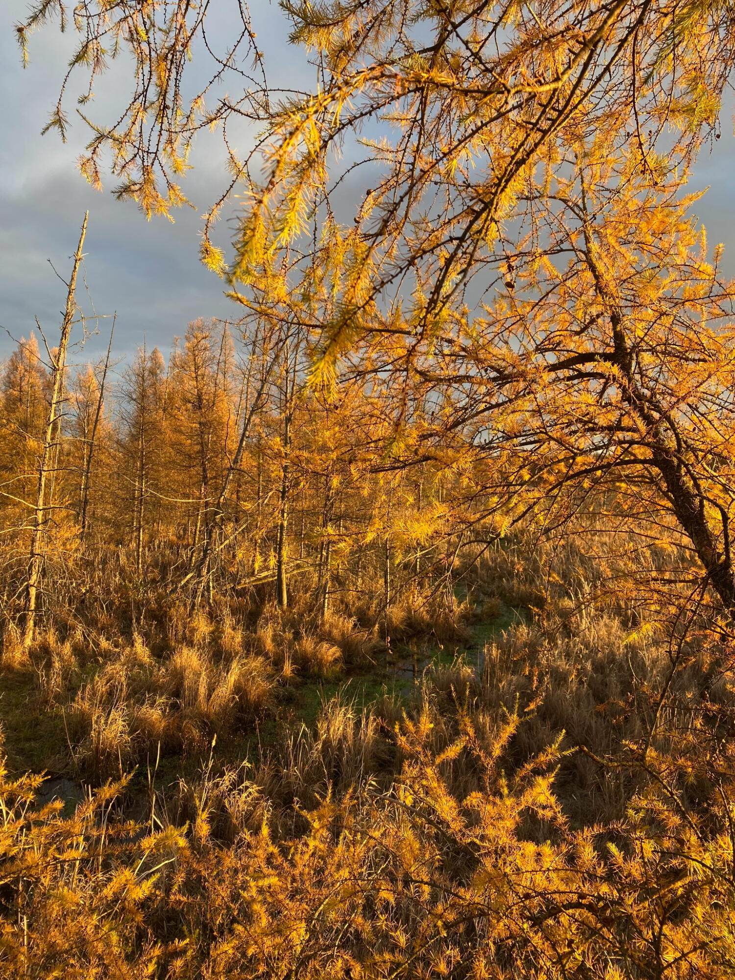 16110 Washburn Road Grass Lake, MI 49240 - Photo 23 of 24 6341897731607597532 (1)