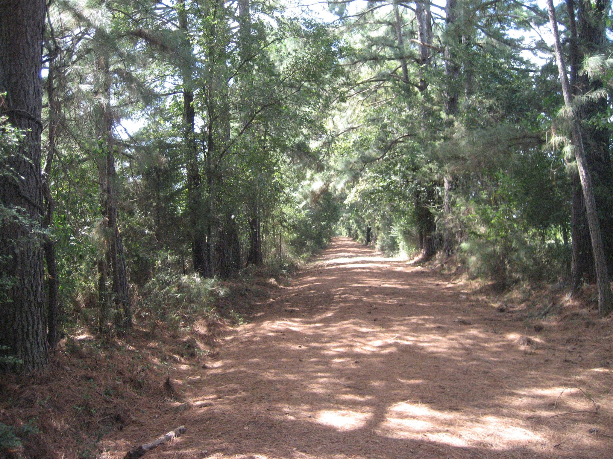 0 State Highway Crockett, TX 75835 - Photo 14 of 18 a view of a forest with trees