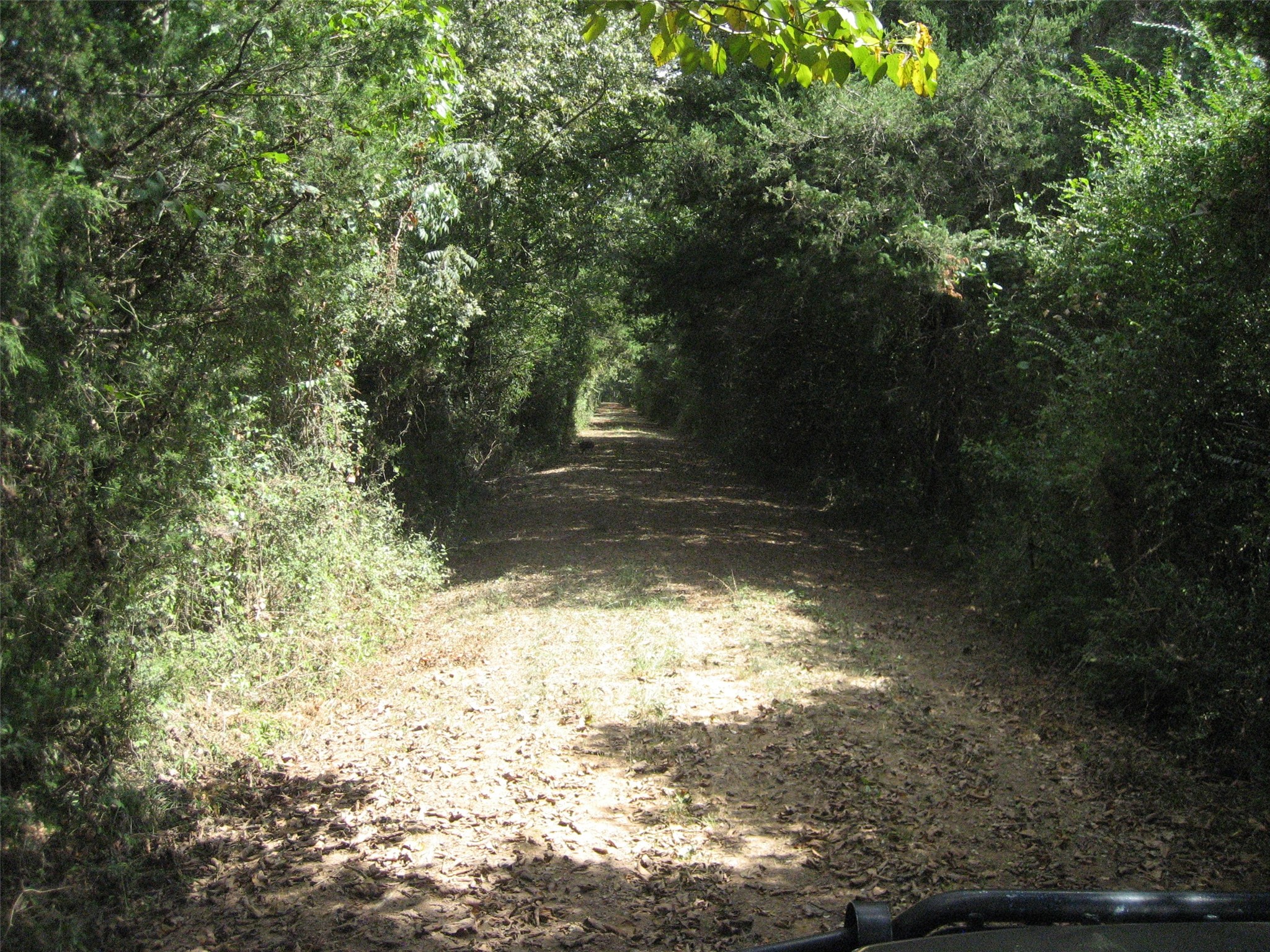 0 State Highway Crockett, TX 75835 - Photo 16 of 18 a view of yard