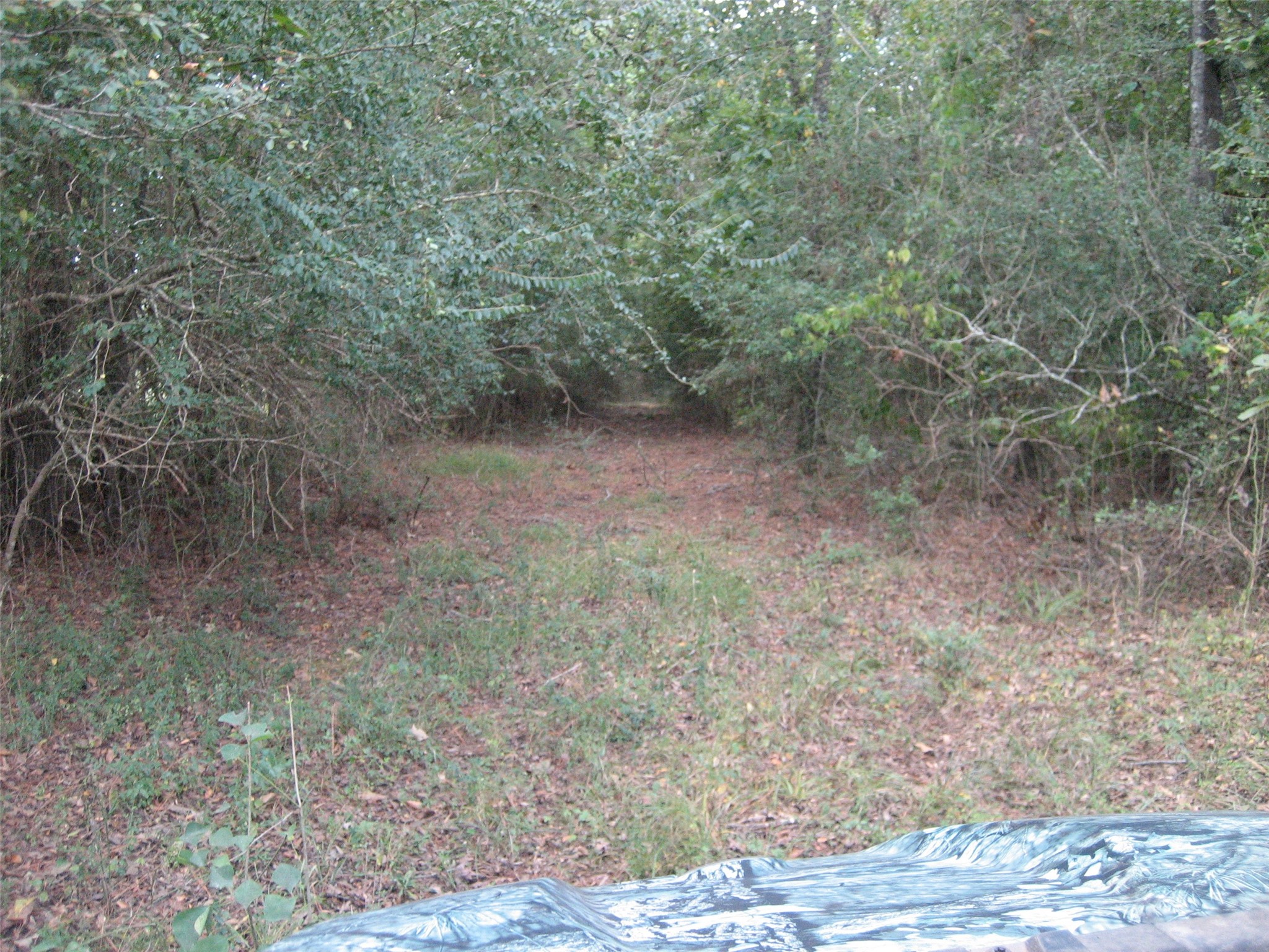 0 State Highway Crockett, TX 75835 - Photo 3 of 18 a view of a yard with a tree
