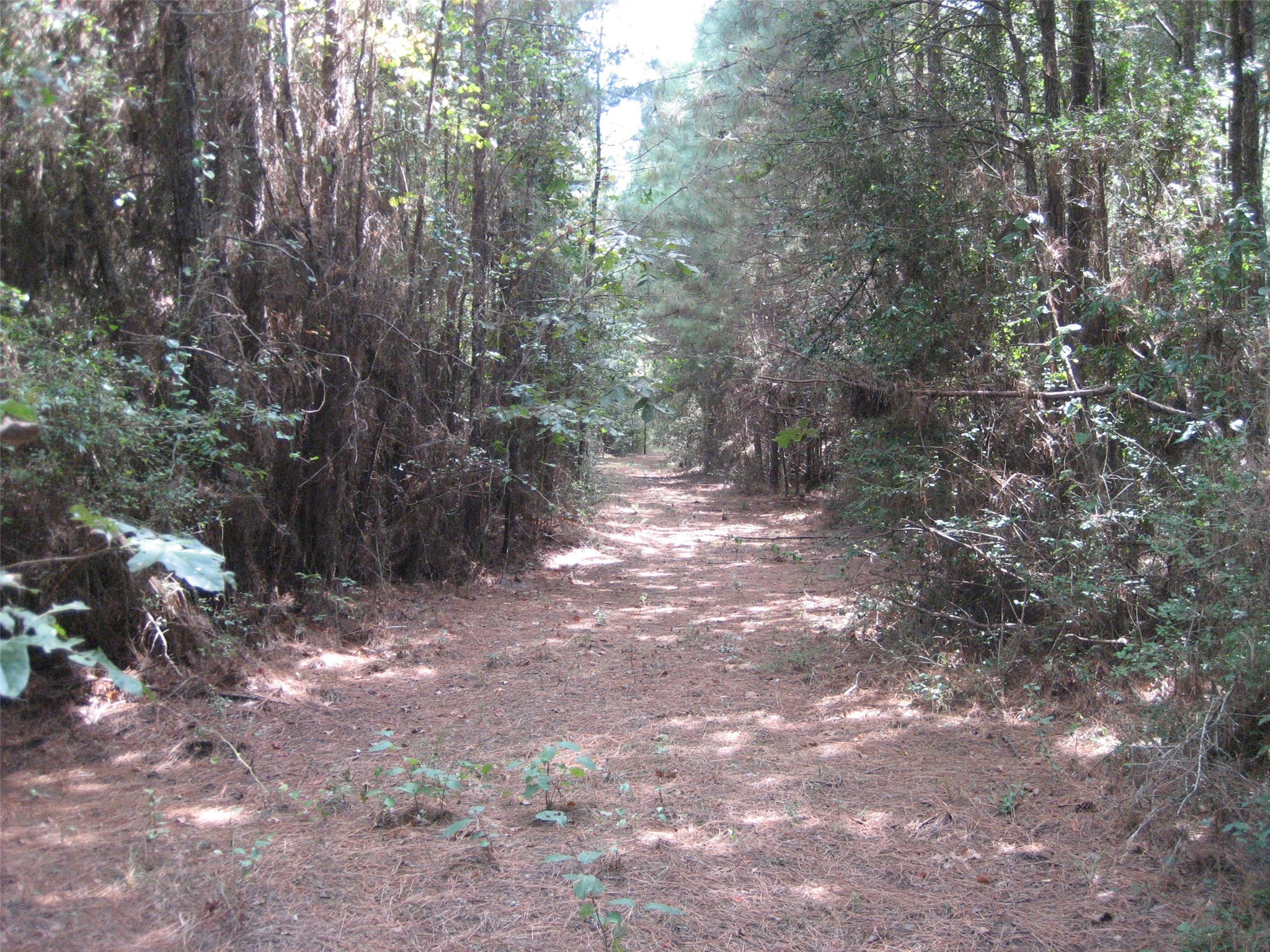 0 State Highway Crockett, TX 75835 - Photo 5 of 18 a view of a forest with trees