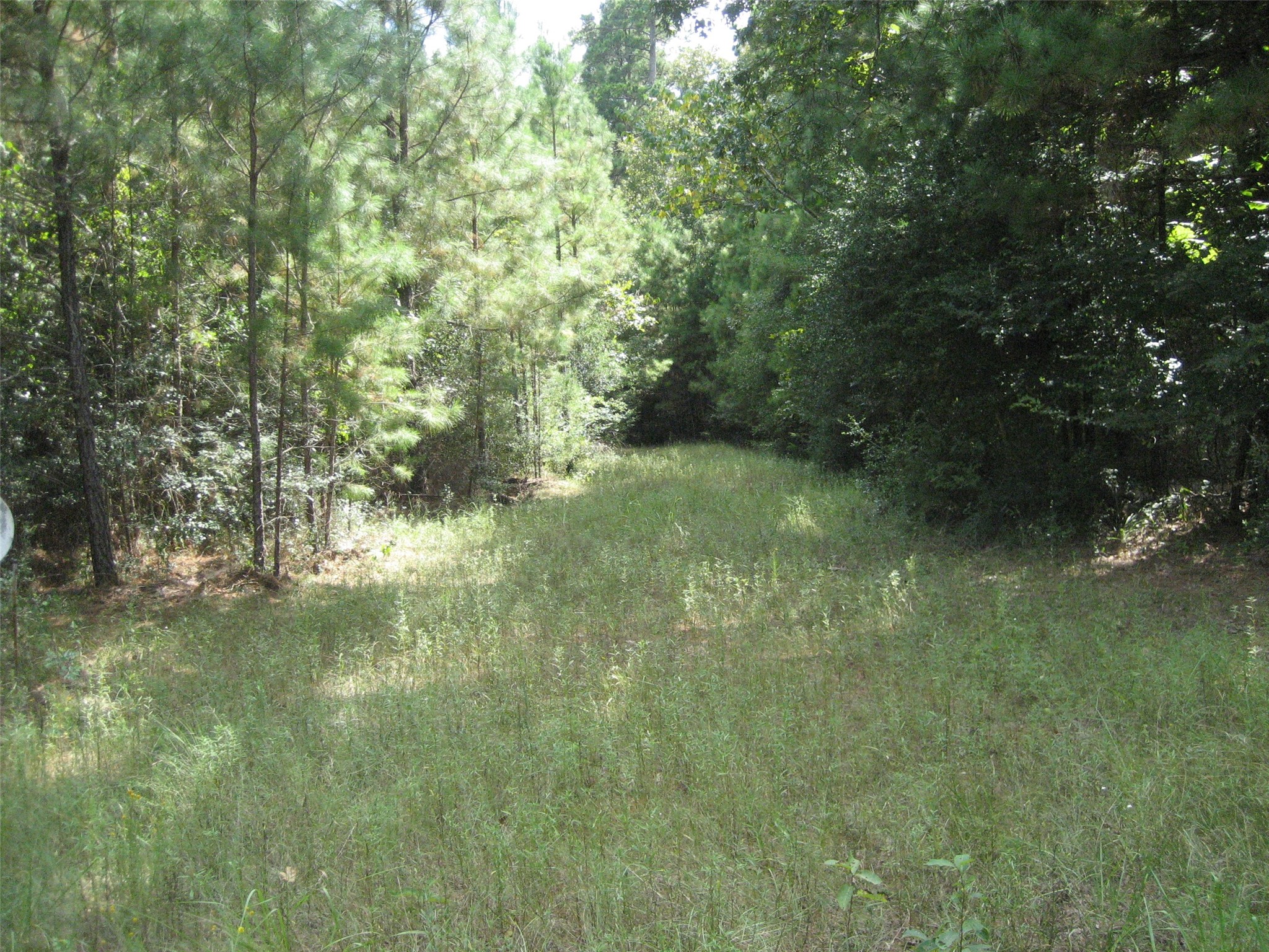 0 State Highway Crockett, TX 75835 - Photo 6 of 18 a view of a garden with a tree