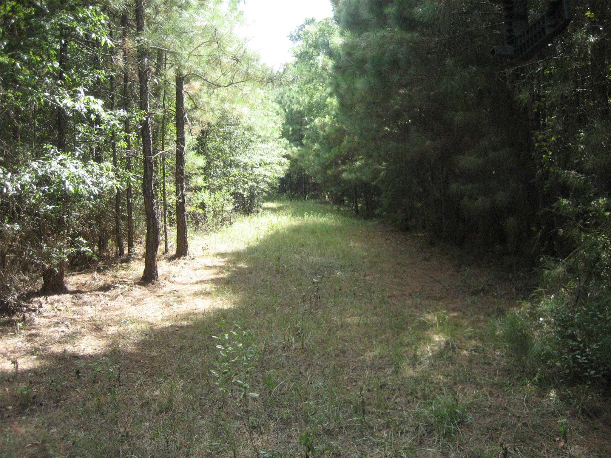 0 State Highway Crockett, TX 75835 - Photo 8 of 18 a view of a yard with trees