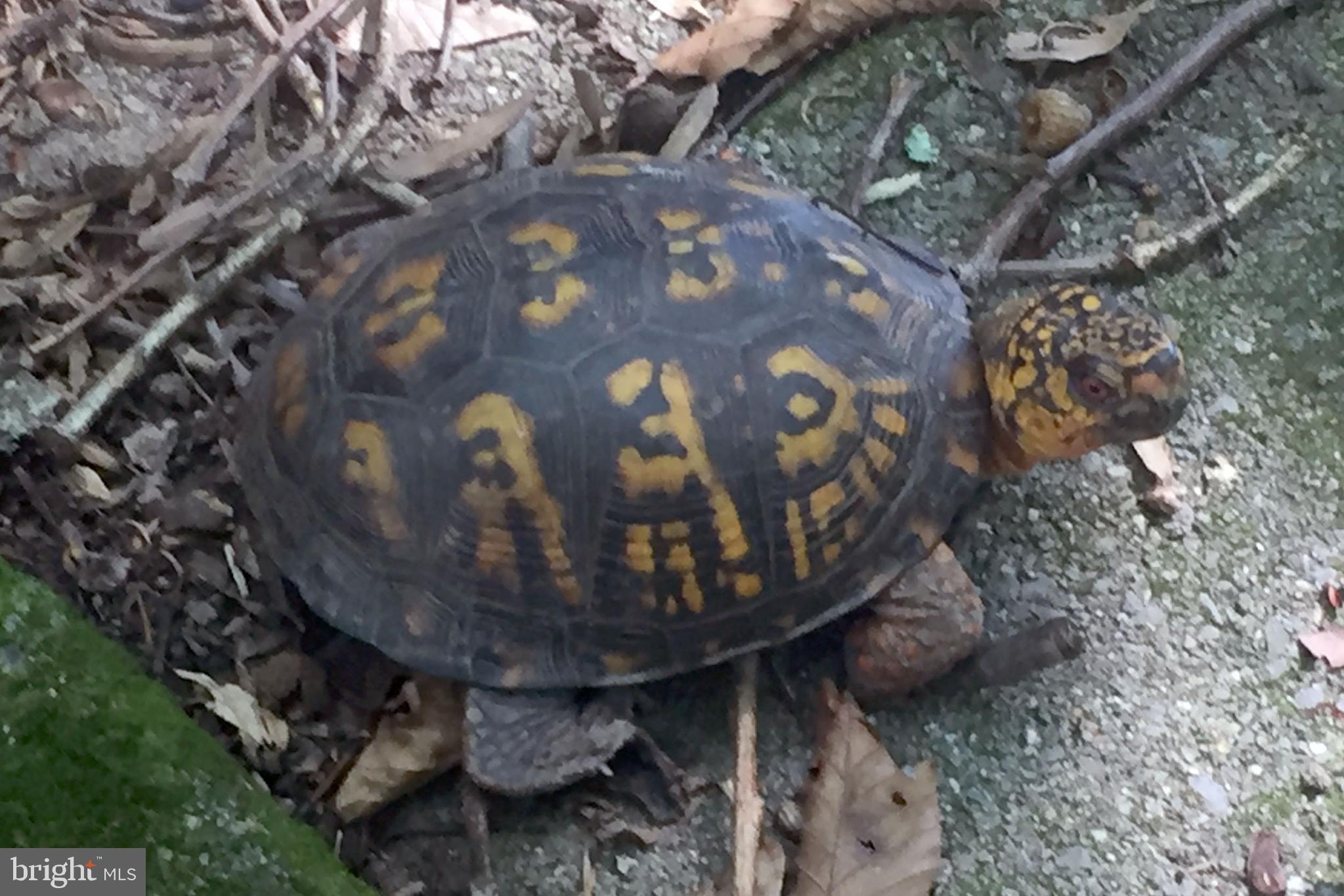 8811 Cuttermill Place Springfield, VA 22153 - Photo 12 of 12 Other Wild Life "Box Turtle"