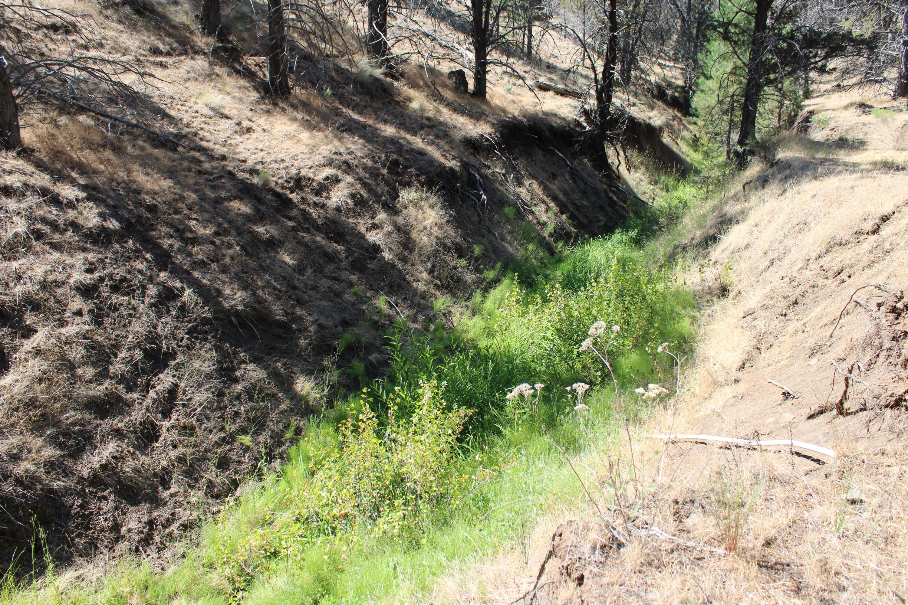 2400 Wiley Creek Road Mount Vernon, OR 97865 - Photo 13 of 34 IMG_1947