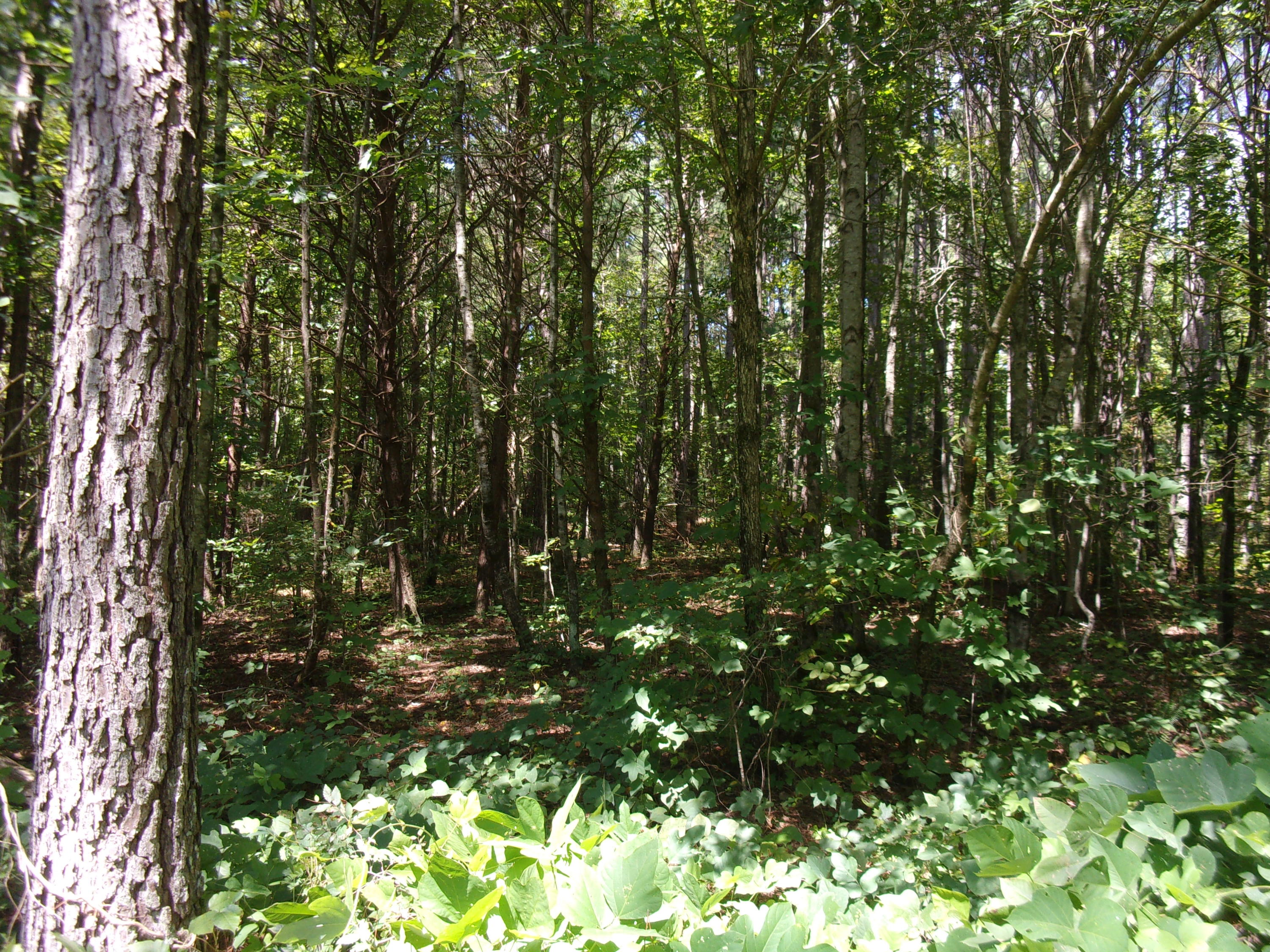 500 Anderson Road Sweetwater, TN 37874 - Photo 16 of 19 100_0560