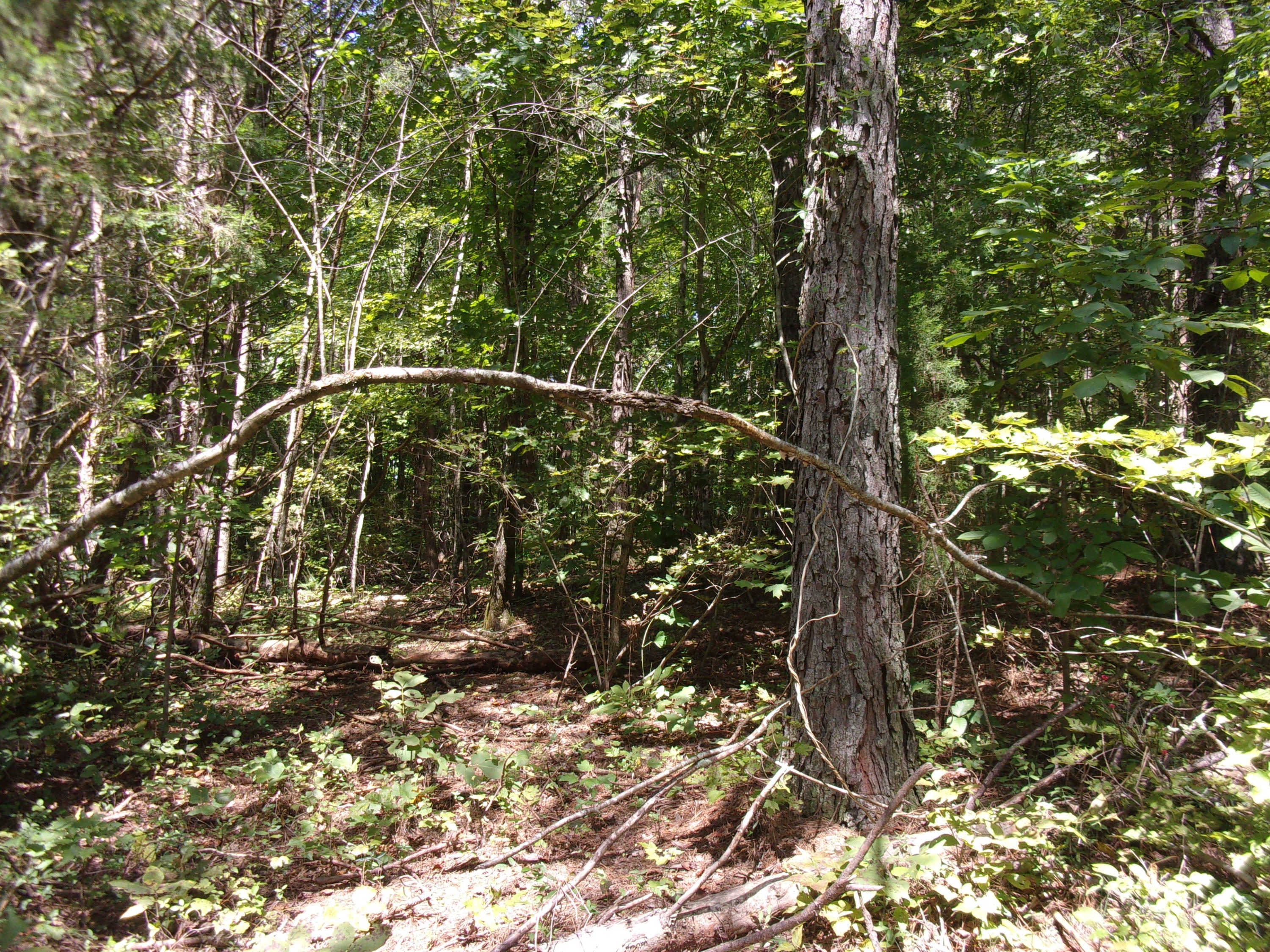 500 Anderson Road Sweetwater, TN 37874 - Photo 17 of 19 100_0561