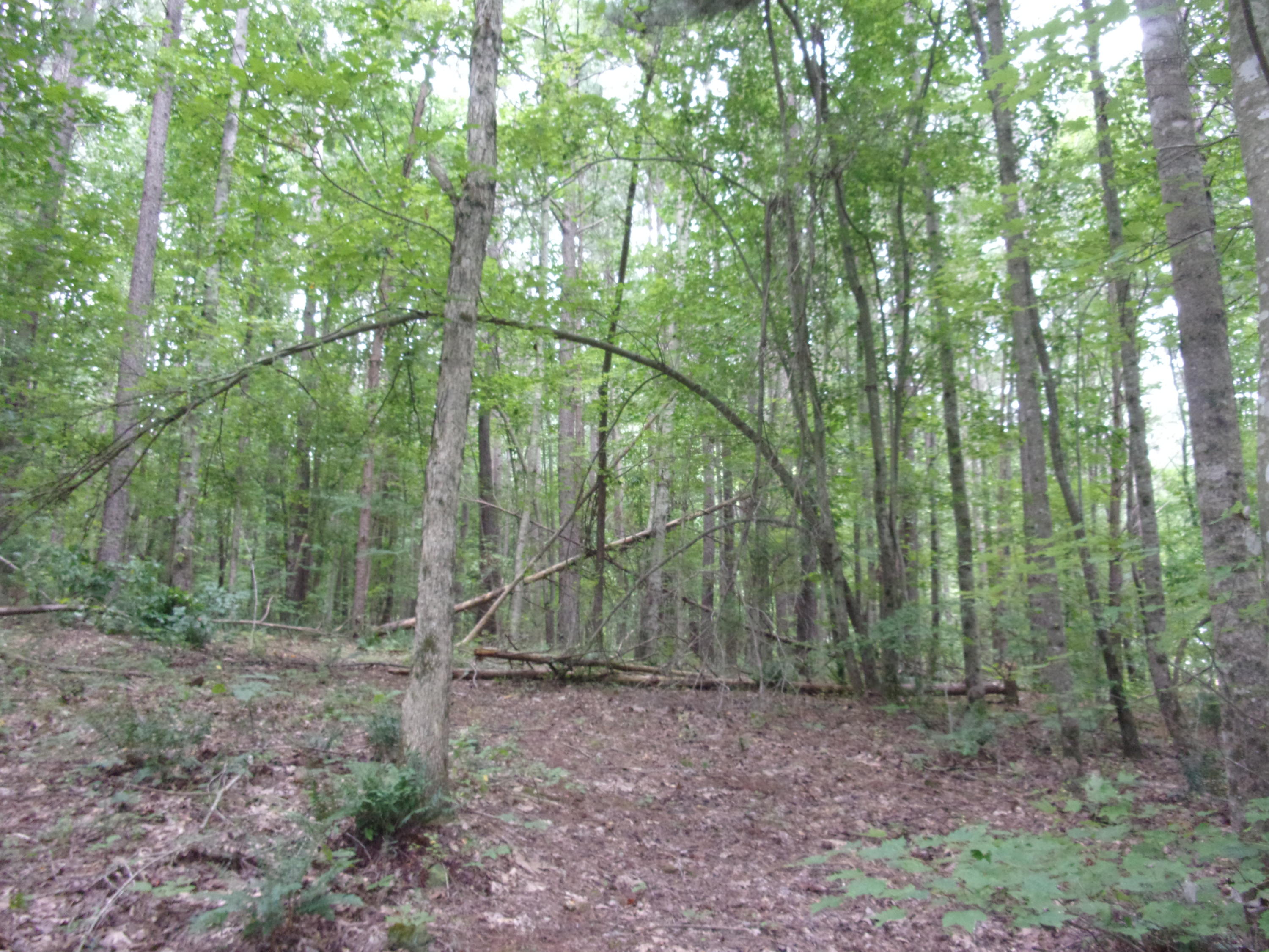 500 Anderson Road Sweetwater, TN 37874 - Photo 10 of 19 100_0056