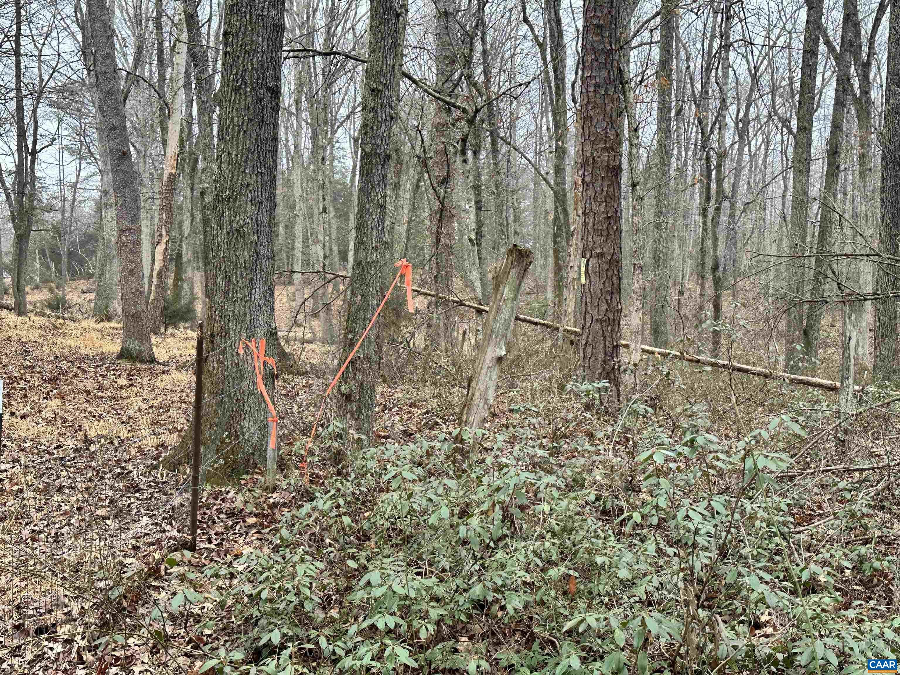 0 Elly Road Aroda, VA 22709 - Photo 19 of 34 a backyard of a house with lots of green space