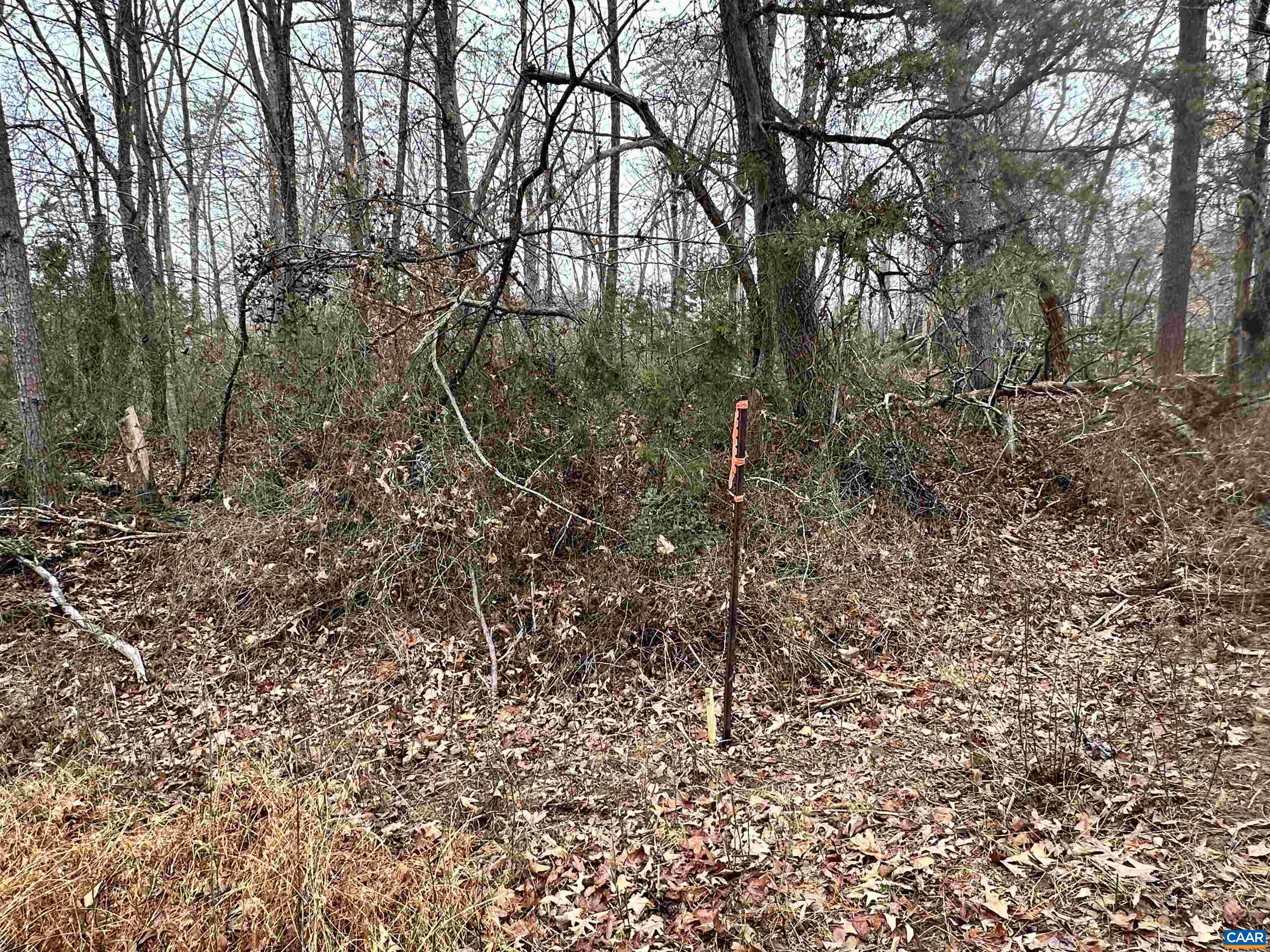 0 Elly Road Aroda, VA 22709 - Photo 22 of 34 a view of a forest with trees