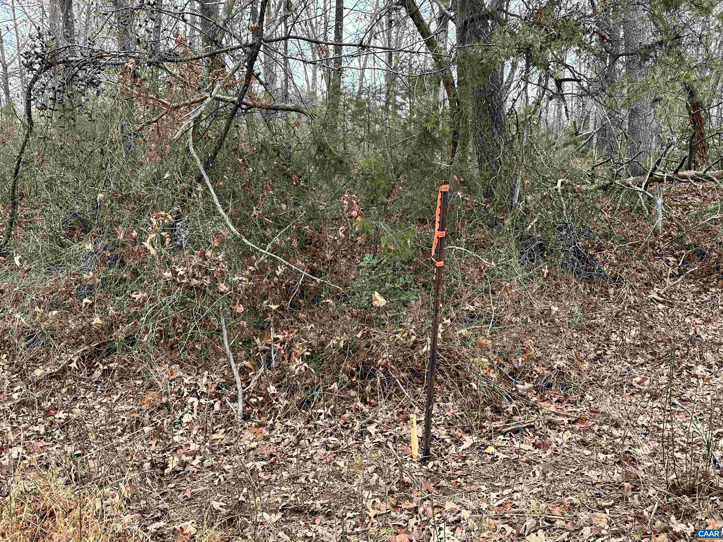 0 Elly Road Aroda, VA 22709 - Photo 23 of 34 a view of a forest with a trees