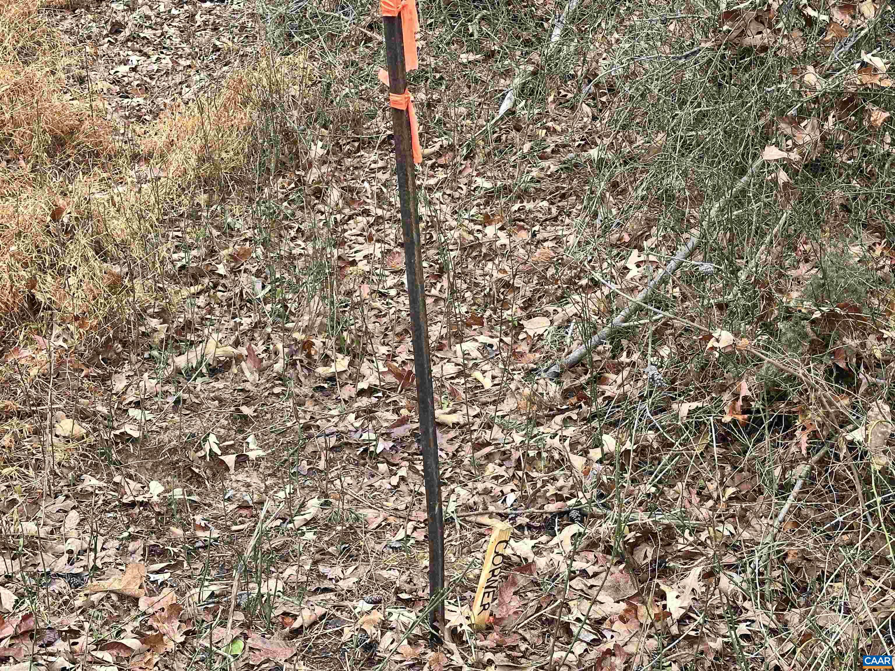 0 Elly Road Aroda, VA 22709 - Photo 24 of 34 a close up of a tree