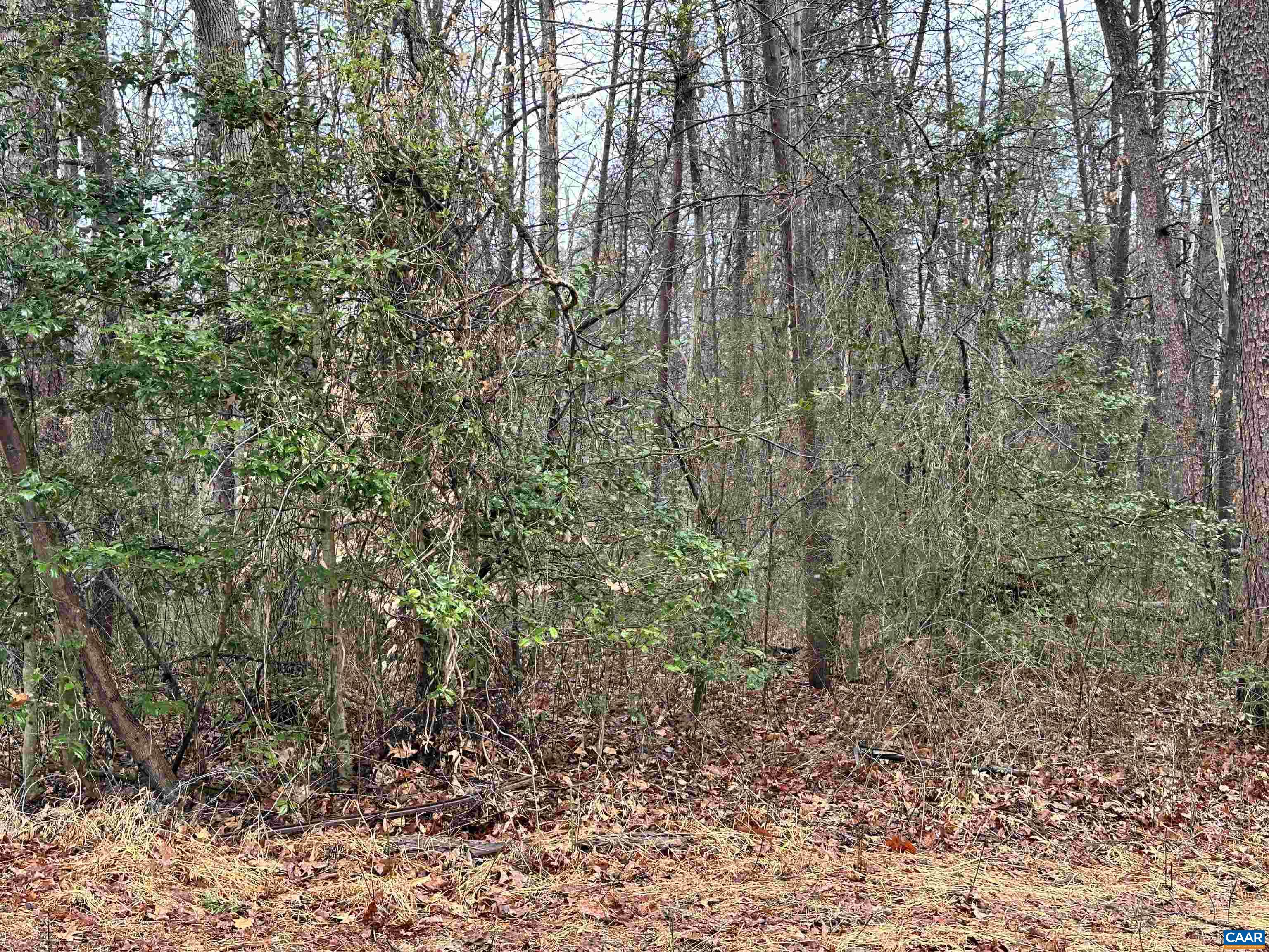 0 Elly Road Aroda, VA 22709 - Photo 27 of 34 a view of a forest with trees and bushes