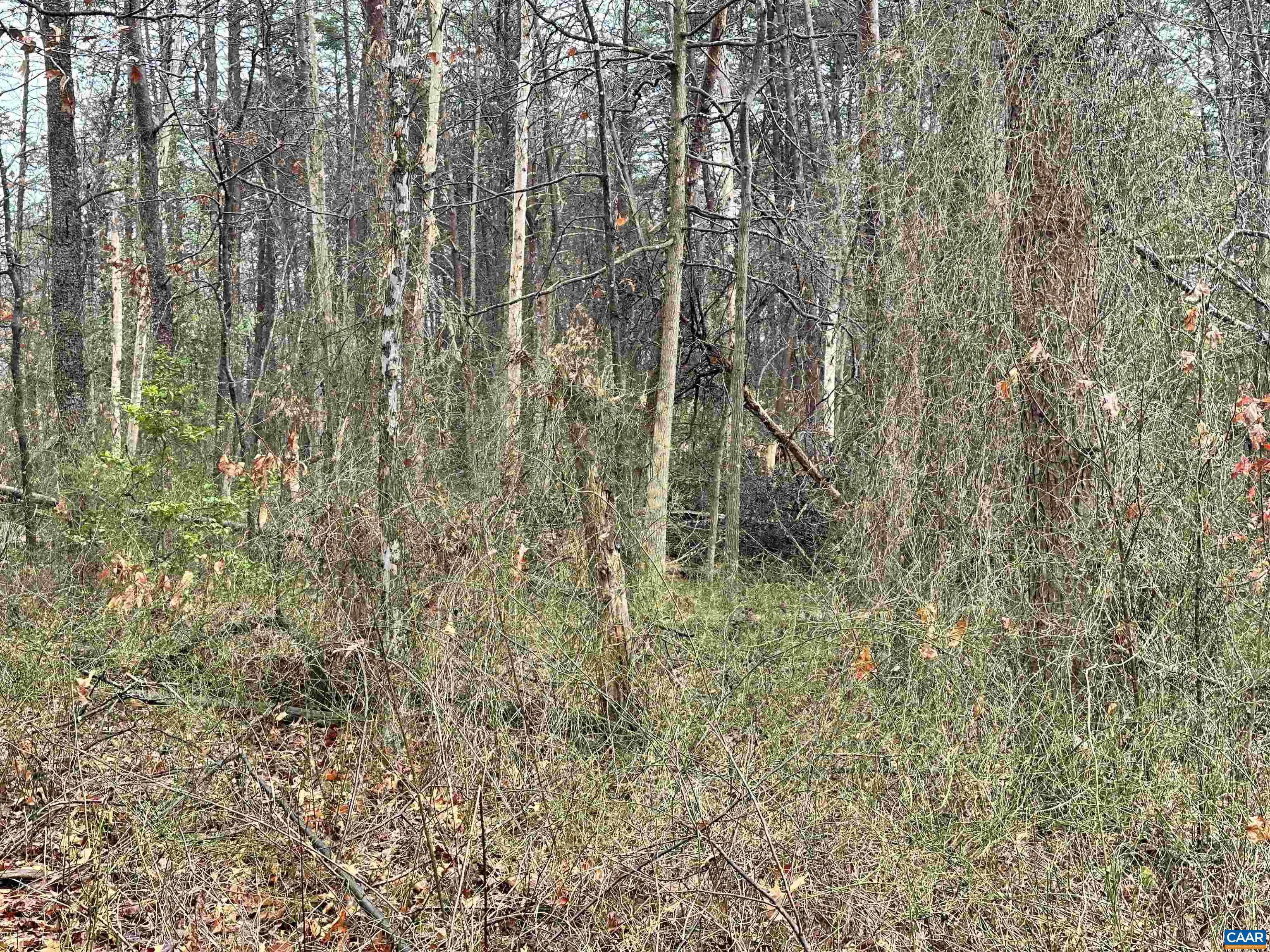 0 Elly Road Aroda, VA 22709 - Photo 29 of 34 a view of a yard