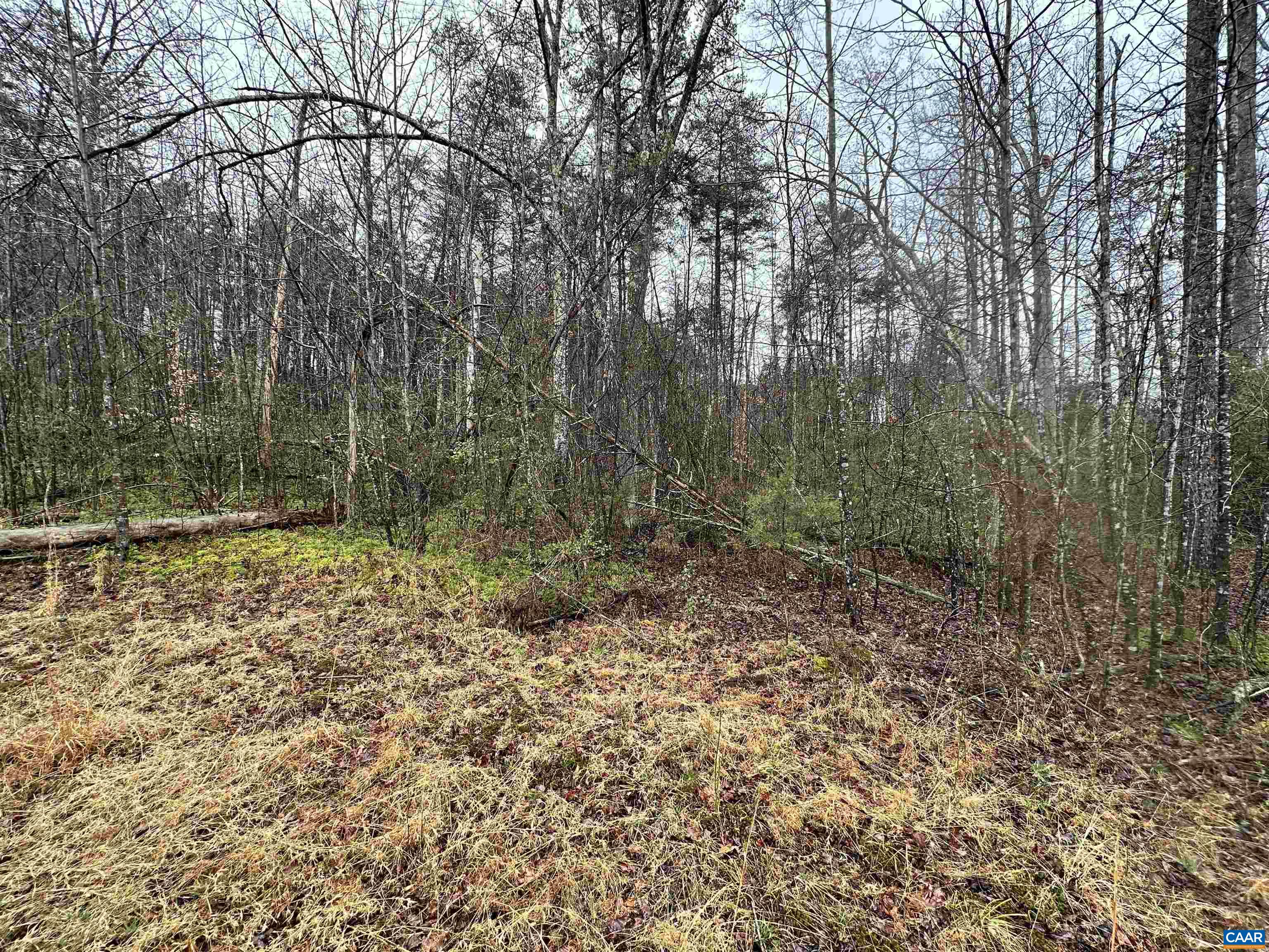 0 Elly Road Aroda, VA 22709 - Photo 32 of 34 a view of a forest with trees