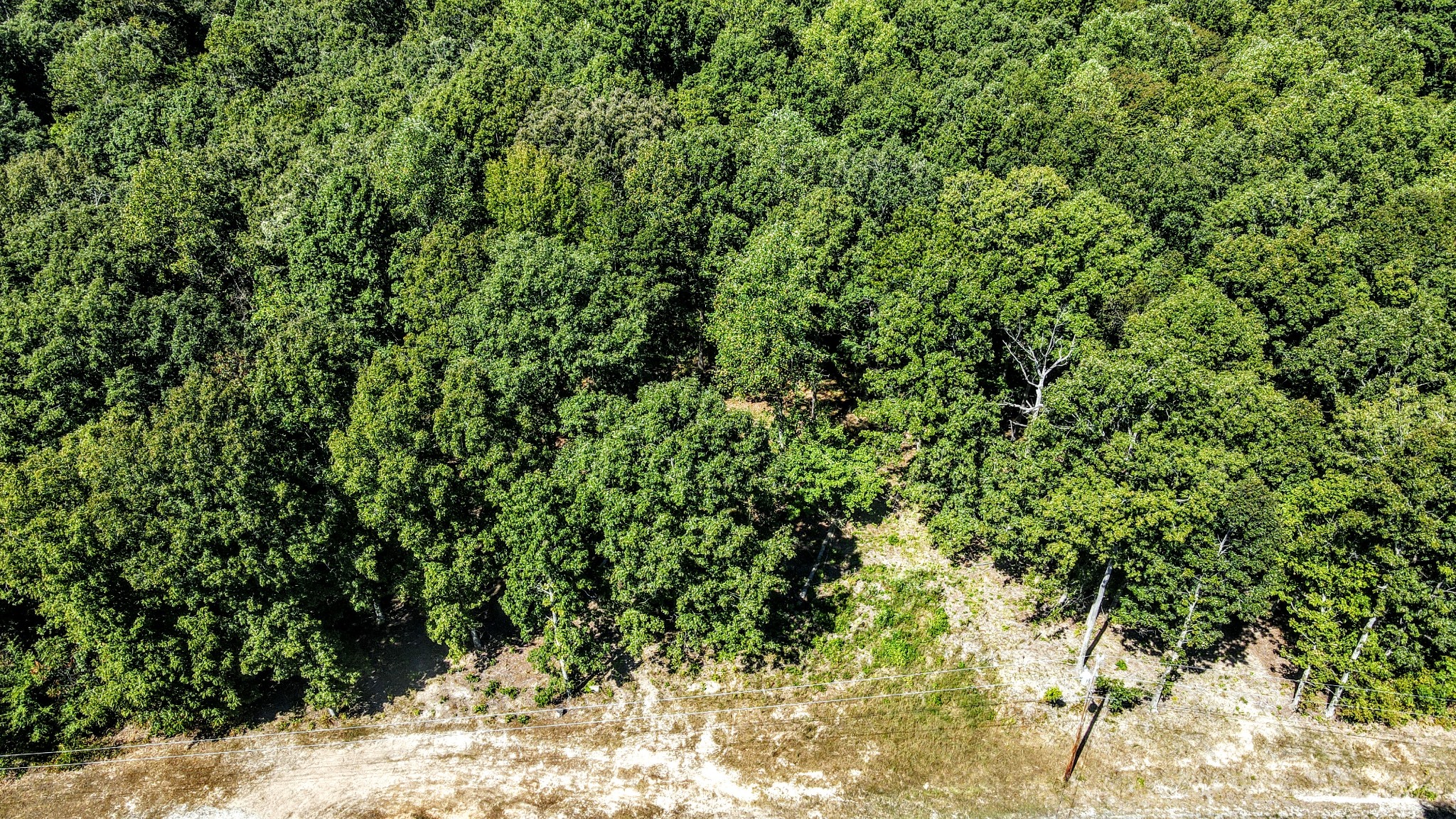 0 Mayne Trace Road Waverly, TN 37185 - Photo 3 of 9 a view of a yard