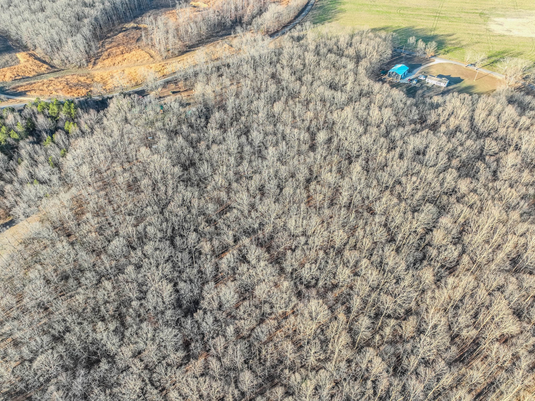 95 CC Road Lawrenceburg, TN 38464 - Photo 26 of 26 a close up of a plant