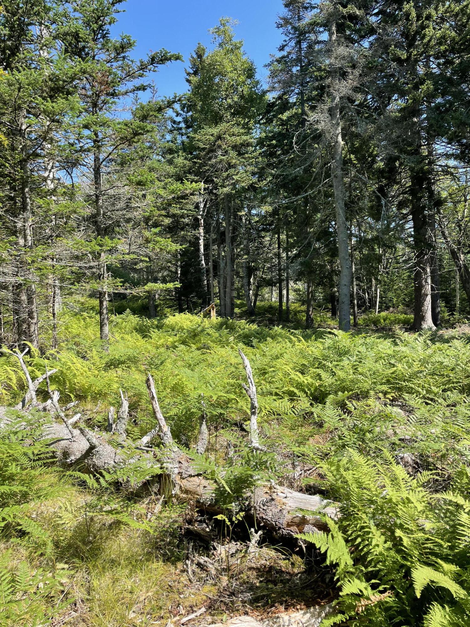 68 Macks Pond Road Vinalhaven, ME 04863 - Photo 7 of 9 IMG_5455