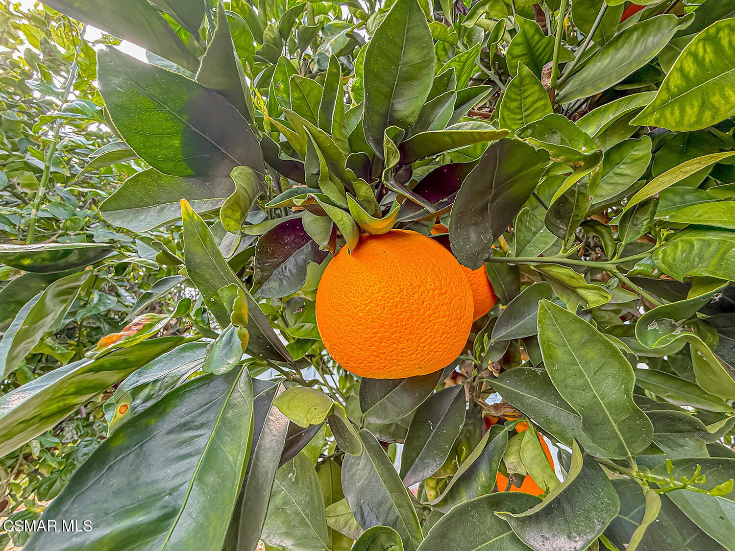 250 East Telegraph Road, Unit 248 Fillmore, CA 93015 - Photo 42 of 42 a view of a plant with a plant