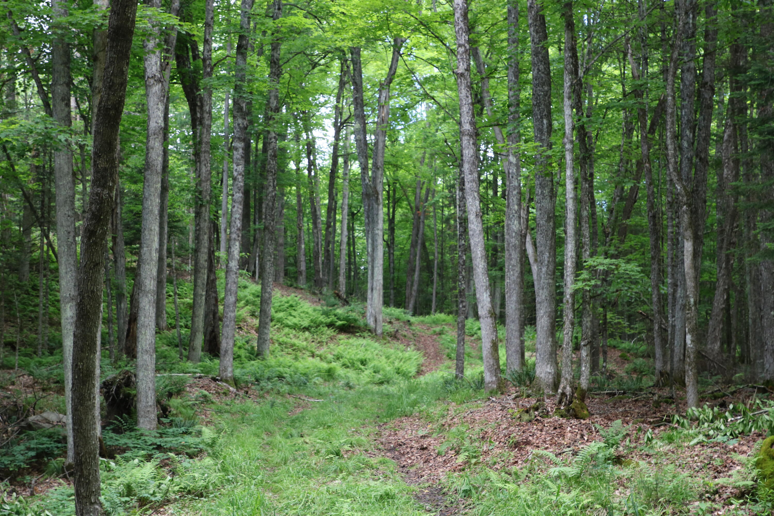733 Ore Bed Road Black Brook, NY 12912 - Photo 25 of 38