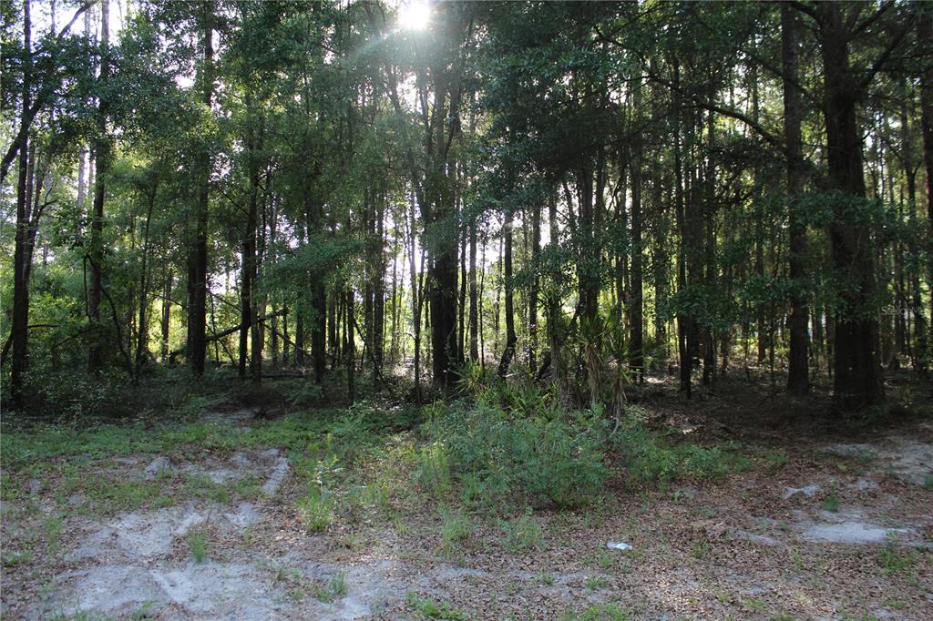 15821 Redbird Road Archer, FL 32618 - Photo 12 of 22