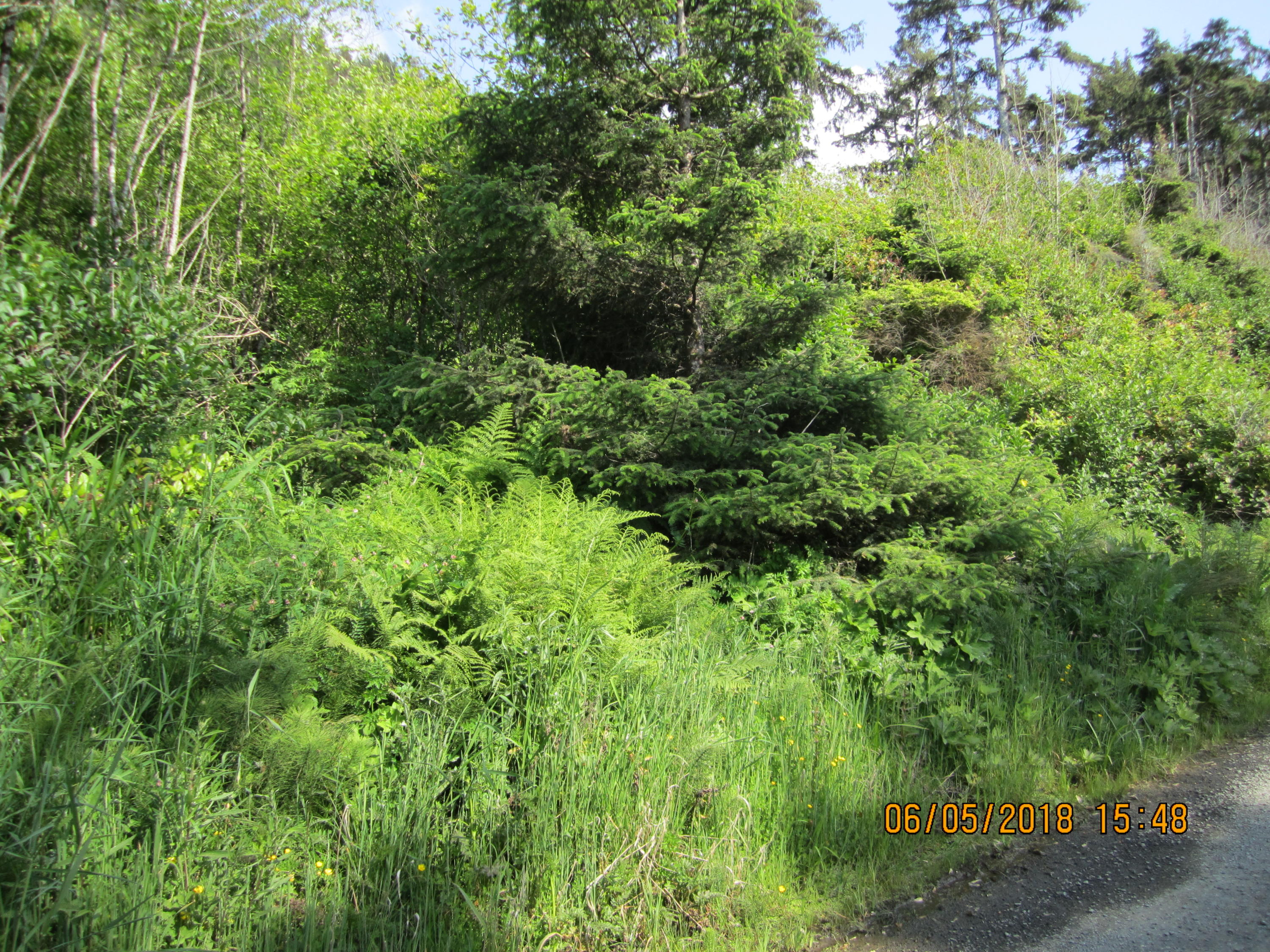 Ray Brown Road Arch Cape, OR 97102 - Photo 19 of 21 IMG_5018